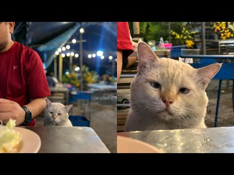 Laughing Out Loud With Hilarious Derpy Cat Moments – Synth Groove #8