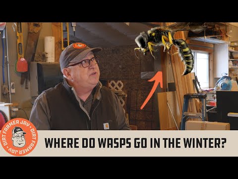 Where Do Wasps Go in the Winter?