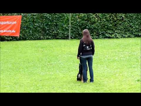 Ilias vom Beulskopf Ville-pokal Unterordnung