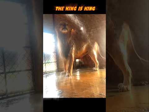 Tiger vs Lion #trending #animals #wildlife #youtubeshorts #youtube #shorts #tiger #lion #viralshort