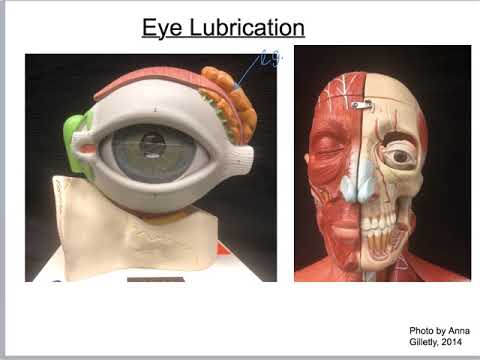 Unit14b Eye Anatomy A&PI Lab