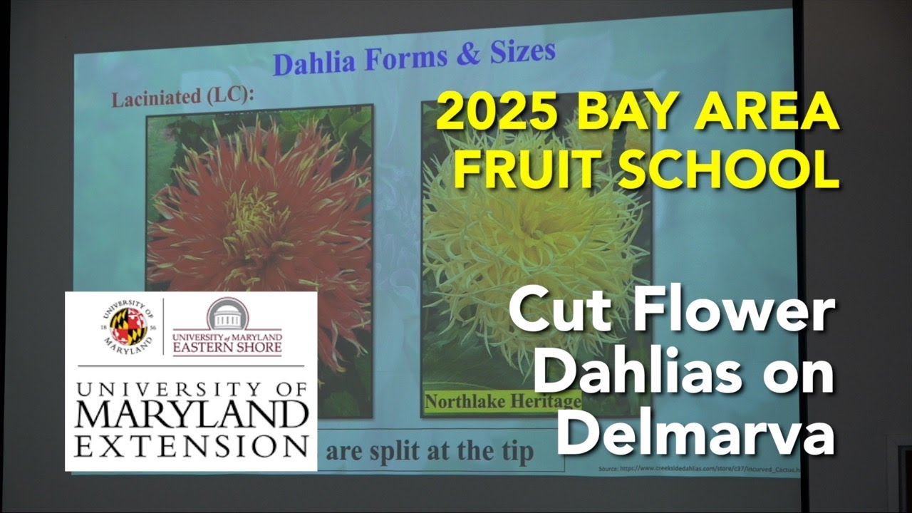 Bay Area Fruit School 2025 - Potential of Cut Flower Dahlias on Delmarva