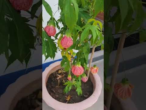 Beautiful flowers blooming# #song #bollywoodsongs