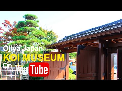 Koi museum Ojiya Japan  Nishikigoi