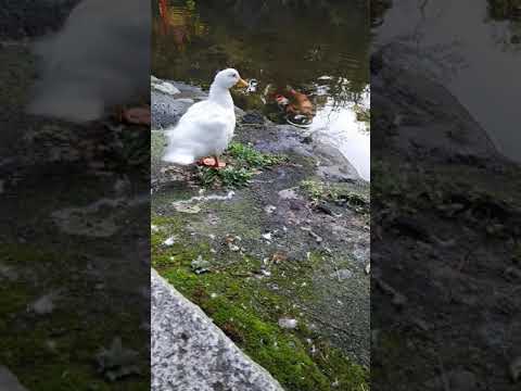 アヒルにとって有毒な食べ物は野生の飼い鳥には与えないでください