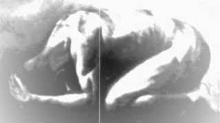 We All Float Down Here