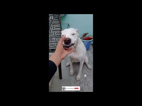 Noora-THE Dogoargentino