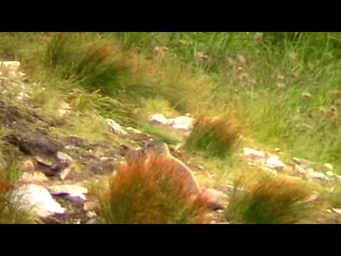 Świstaki tatrzańskie / Tatra marmots (Marmota marmota latirostris)