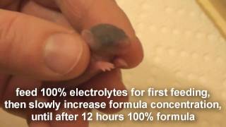 Raising a Baby Mouse 1/10 The First Day