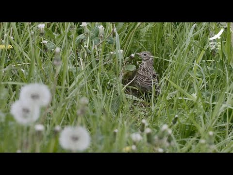 Jans Tierleben: Folge 21 – Feldlerche