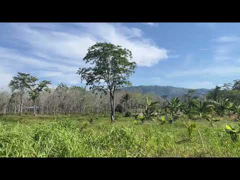 6 Rai of small coconut with mountain view close to Natai beach for sale in Takua tung, Phangnga