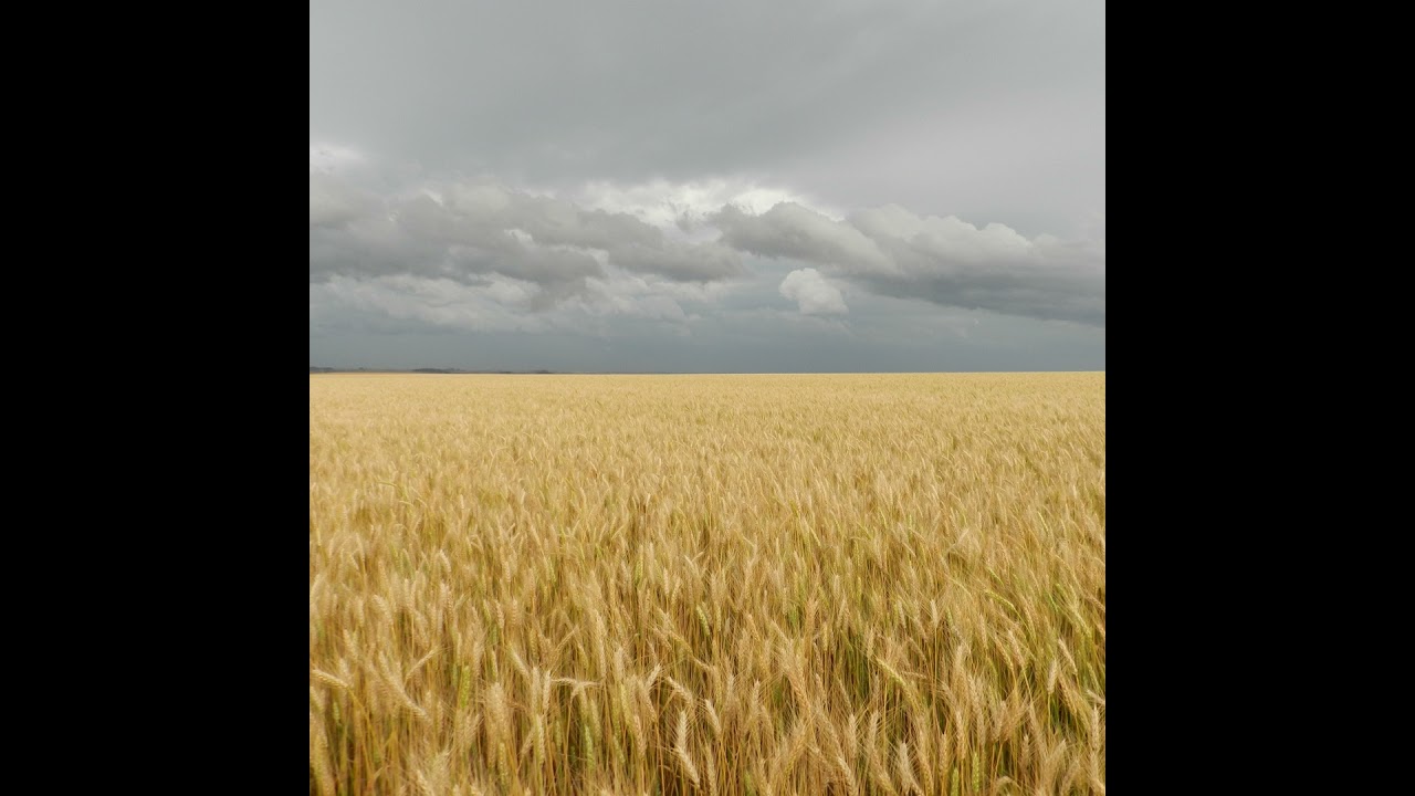 Podcast Prosa Rural - Trigo: Impactos do clima na produção no Brasil