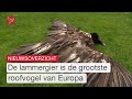 Zeldzame roofvogel dood na botsing trein en zoektocht naar dode meeuwen | Dit is Flevoland