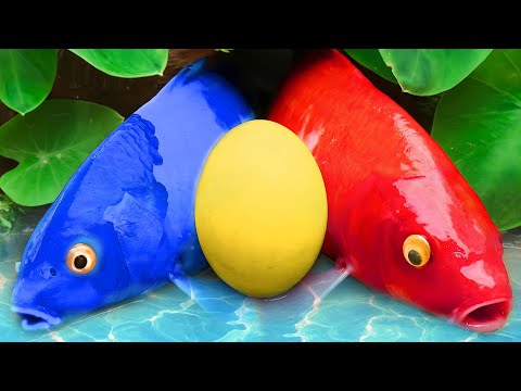 Koi Fish Compete For A Gift - Funny Animails Mud Survival -  Stop Motion Fish In Mud Coco