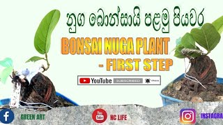 Bonsai Nuga Plant First Step 🌳🌳😊💚💚 