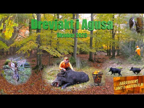 Drevjakt i Agusa  2025.   del 1
