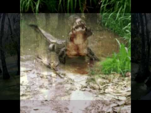 Wade in the Water- Alligator death-warning graphic