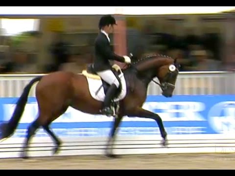 Gekörter Hengst v.  Belissimo, 2011, RPF gewonnen