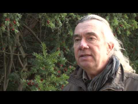 Rote Früchte, immergrün und sehr giftig - Die Eibe ist Pflanze des Monats