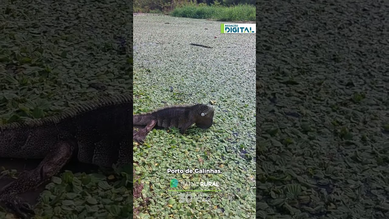 Registro impressiona ao mostrar fauna de manguezal em Pernambuco