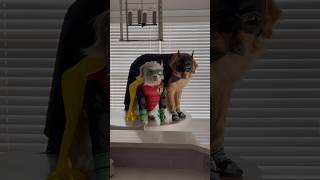 My superhero dog found his sidekick!