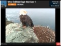 West End Bald Eagle Nest Family Nov 22 2012 947 Am Superman Enjoys His Nest