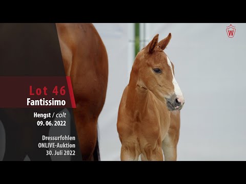 OnLive-Auktion Lot 46 Fantissimo Hengst v. Felissimo - First Selection