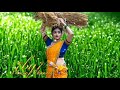 Sola Kollakulla Enna Sokka Vachavale Gana Status சோளக் கொல்லை குள்ள�