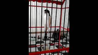 Download lagu cendet roll situbondo mp3