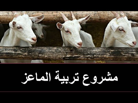 , title : 'مشروع تربية الماعز استثمار فلاحي مميز'