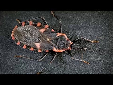 Chagas disease from "kissing bugs" can stay dormant for years. Symptoms to know