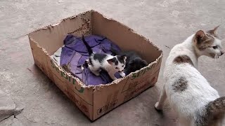 可愛いすぎる子猫 Part 12 || 芸能界ニュース