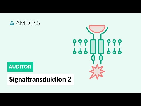 Signaltransduktion Teil 2 -- Nukleäre Rezeptoren -- AMBOSS Auditor