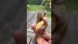 Download lagu no no no nonno💥😹 #squirrel #funnyvideos #no #mice mp3