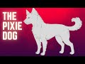 The Pixie Dog - Winter Walker