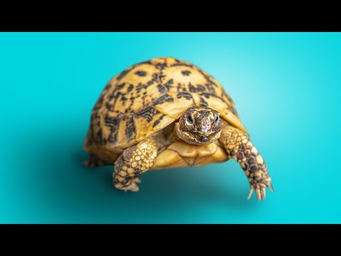 Korytnačka grécka (Testudo graeca) — predstavenie poddruhov