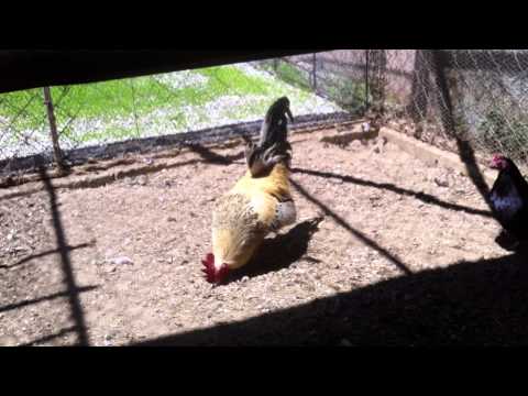 Gjeli tu kendu,rooster crowing