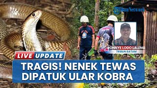 Nenek Dipatuk Ular Kobra hingga Meninggal saat Ambil Kayu Kering di Area Rumah di Kijang Batam