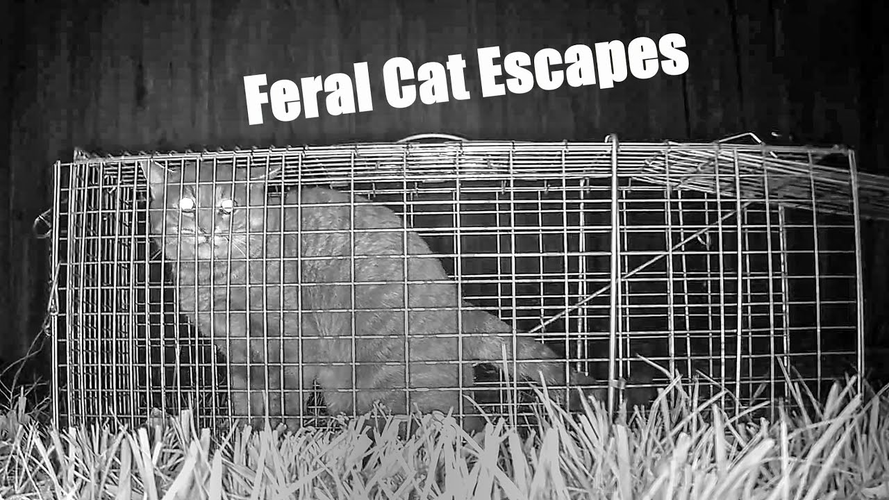 Feral Cat Escapes Trap A Documentary