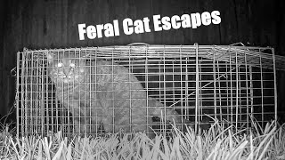 Feral Cat Escapes Trap A Documentary