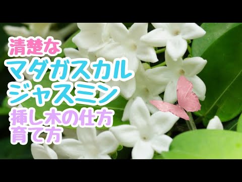 マダガスカル ジャスミン、ステファノティス フロリバンダ