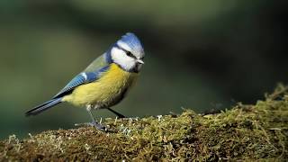 Forest Dawn Ambience • Morning Bird Songs in Swedish Moss Forest • Gentle Stream