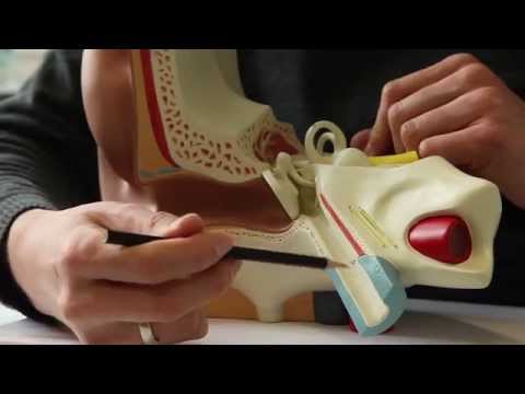 Die Nagelzwänge die Behandlung spb Ob gribok auf den Nägeln der Hände ist