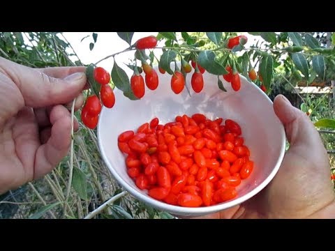 Mawalan ng Timbang sa isang linggo na may Borodin ay kasama sa diyeta Lipo 9 Capsules 30 mga PC pagbaba ng timbang ng isang pulutong ng mga positibong review