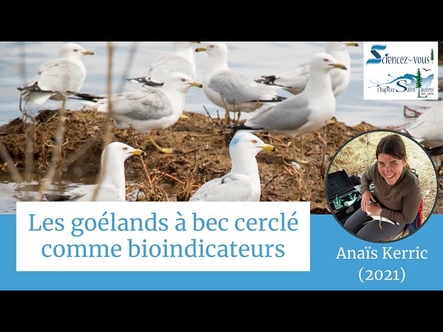 Sciencez-vous!: «Les goélands à bec cerclé comme bioindicateurs»