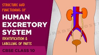 Human #excretory system| Life Processes | CBSE Class 10 Science Syllabus | NCERT Class 10 | Biology