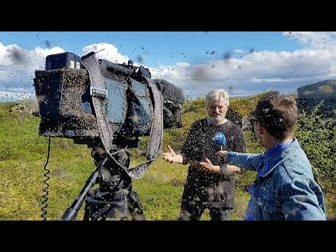 Island: Mückenplage im Naturparadies