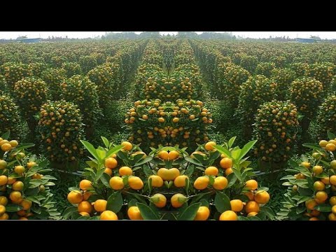 download lagu mp3 mp4 How To Make Orange Juice Factory, download mp3 How To Make Orange Juice Factory free downloadn, video klip How To Make Orange Juice Factory