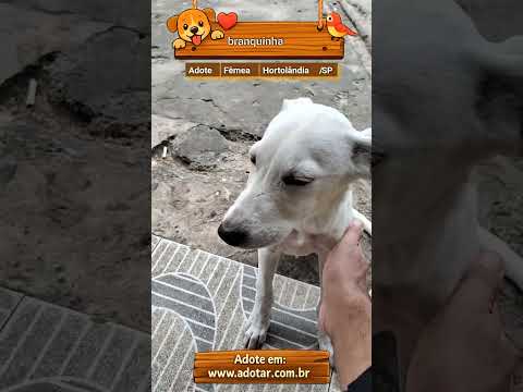 Vídeo de branquinha 