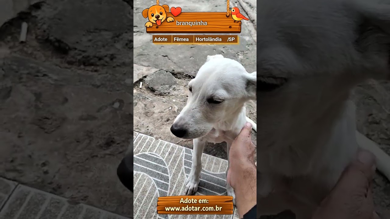 Cachorro raça SRD-ViraLata idade 2 a 6 meses nome branquinha 